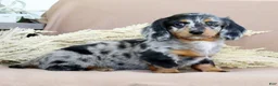 Miniature Dachshund dogs for sale: Leo - Ad 1