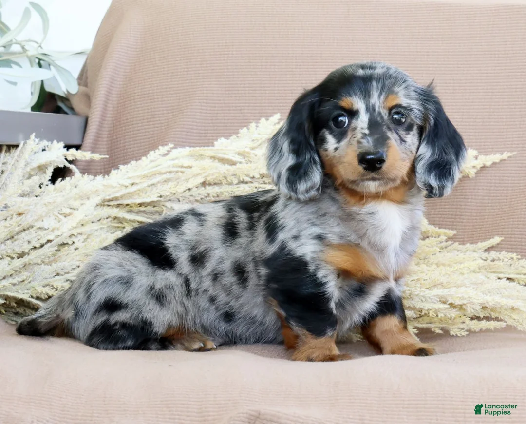 Miniature Dachshund dogs for sale: Leo - Ad 1