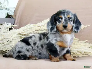 Miniature Dachshund dogs for sale: Leo - Ad 1