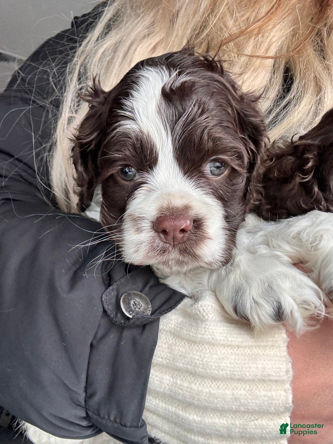 Cocker Spaniel dogs for sale: Lilly Cocker Spaniel Puppy 2 - Ad 1