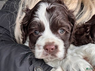 Cocker Spaniel dogs Lilly Cocker Spaniel Puppy 2 - Ad 7