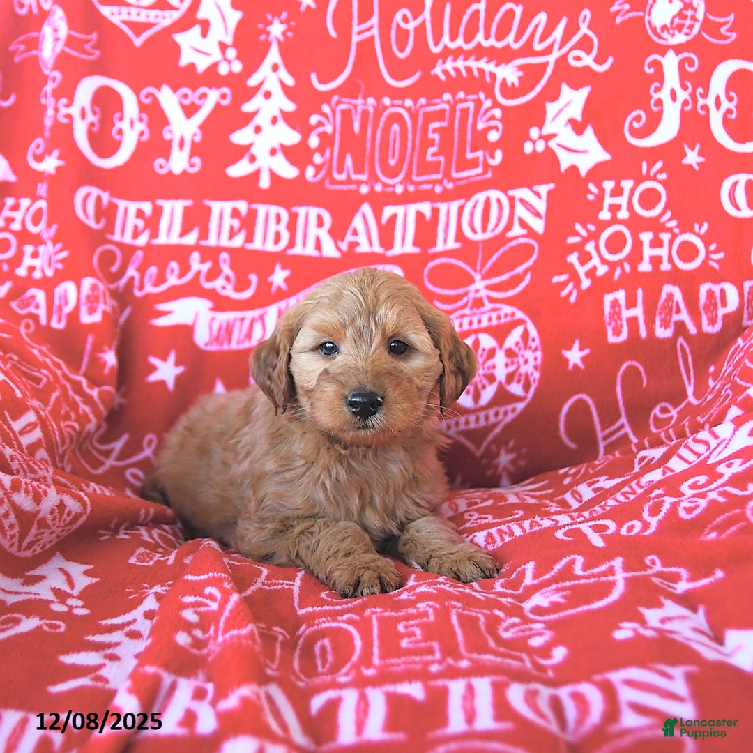 Mini Goldendoodle dogs for sale: Tinsel - Ad 2