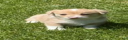 Welsh Corgi Pembroke dogs for sale: Welsh Corgi Pembroke 3 - Ad 2