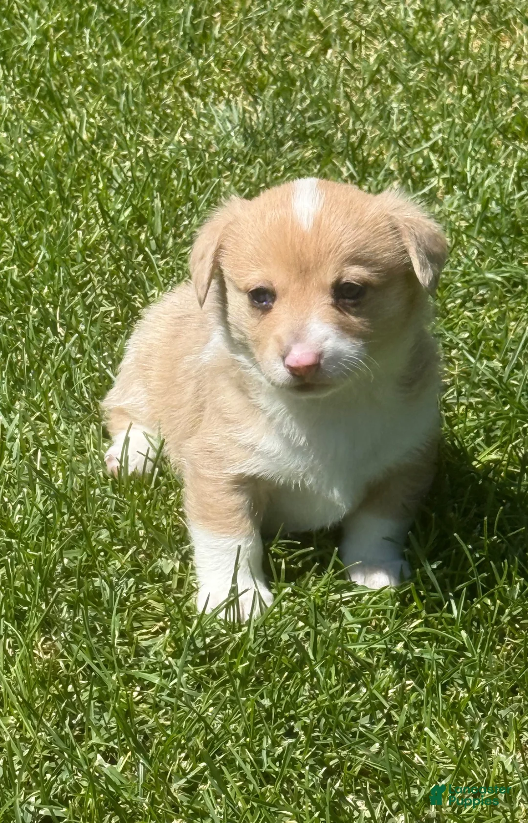 Welsh Corgi Pembroke dogs for sale: Welsh Corgi Pembroke 3 - Ad 2