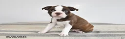 Boston Terrier dogs for sale: Frances - Ad 1