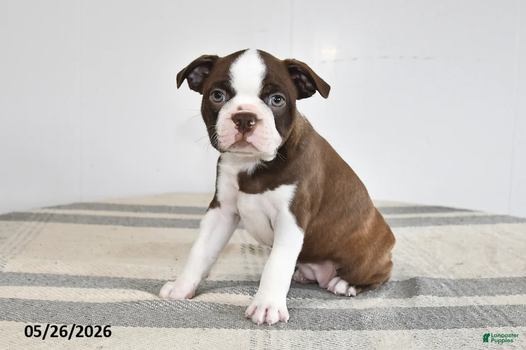 Boston Terrier dogs for sale: Frances - Ad 1
