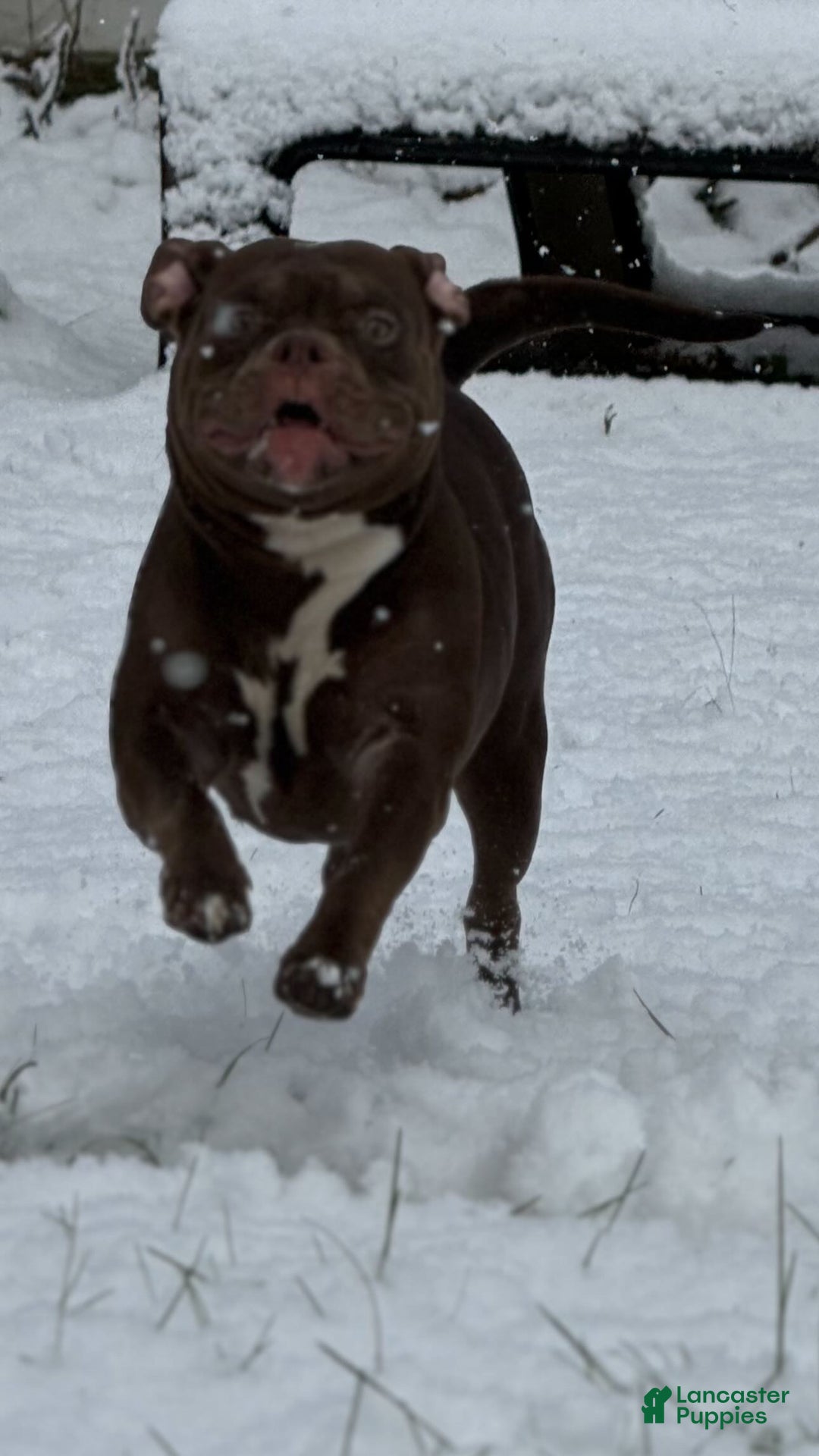 American Bully dogs for stud: Pocket/Micro Litter Dropping January 2026🔥 - Ad 1