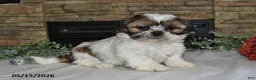 Shih Tzu dogs for sale: Trista - Ad 1