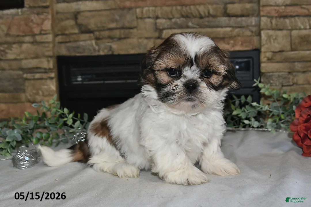 Shih Tzu dogs for sale: Trista - Ad 1