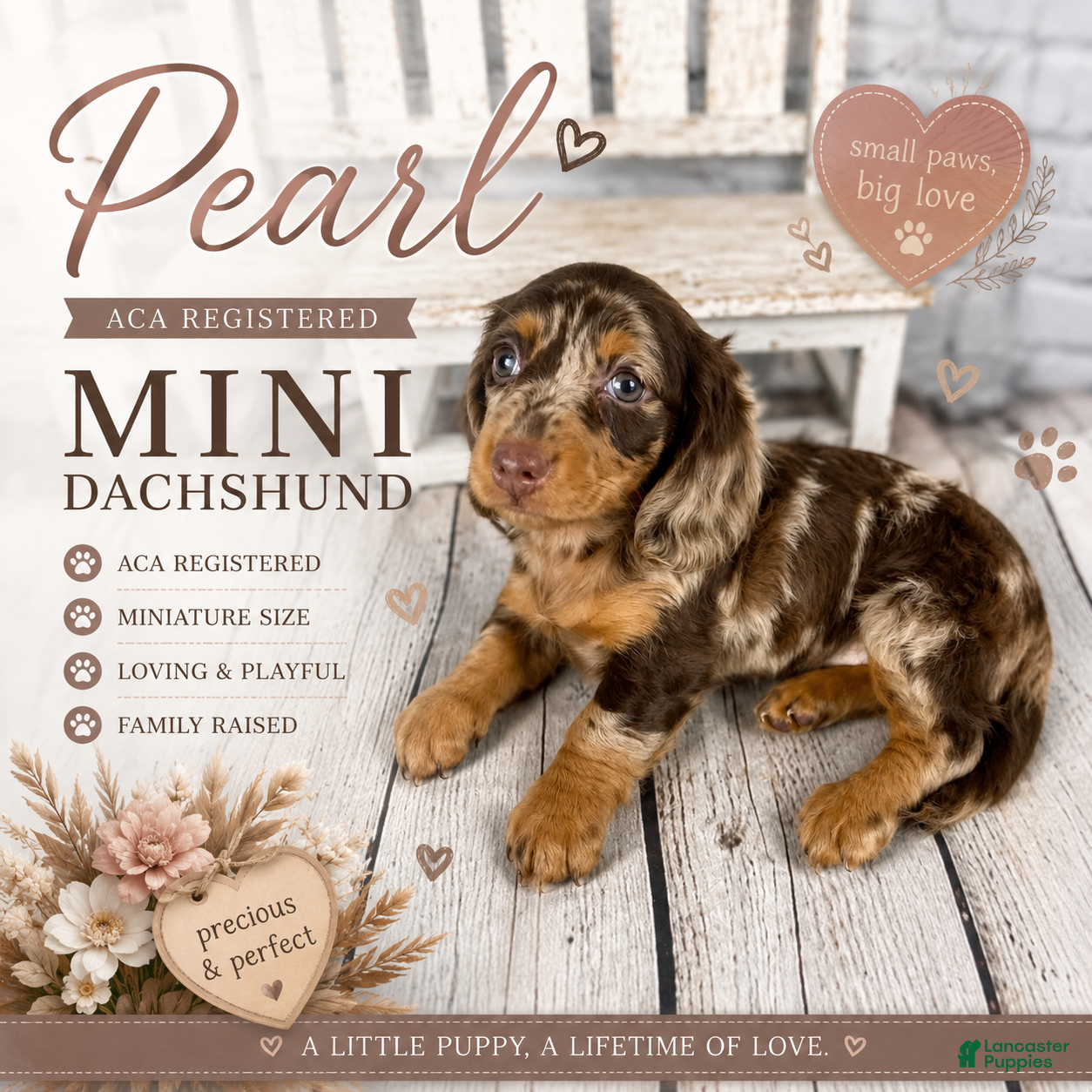 Miniature Dachshund dogs Pearl - Ad 1