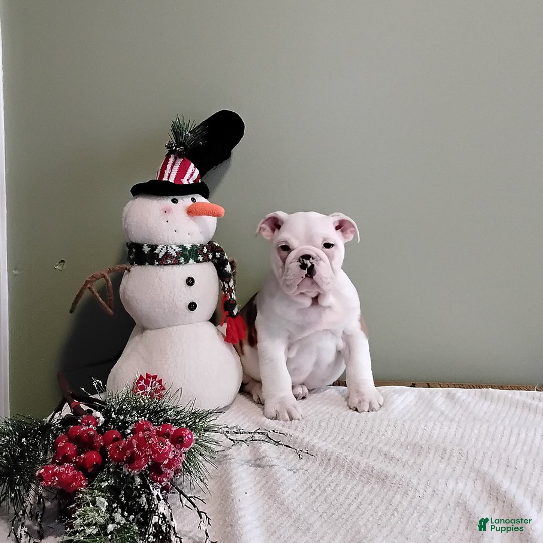 English Bulldog dogs for sale: Wanda - Ad 1