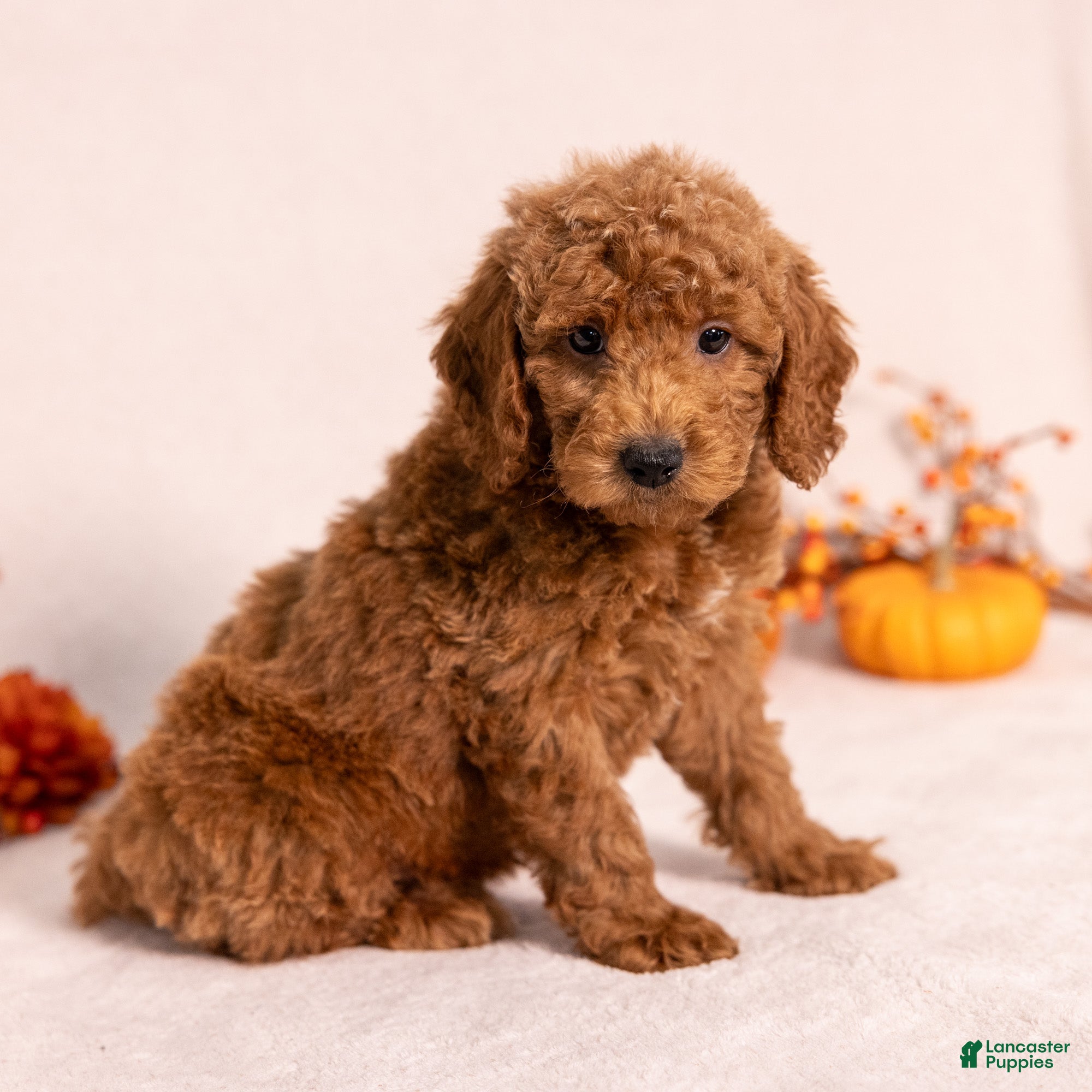 Miniature Poodle dogs for sale: Nelson - Ad 3
