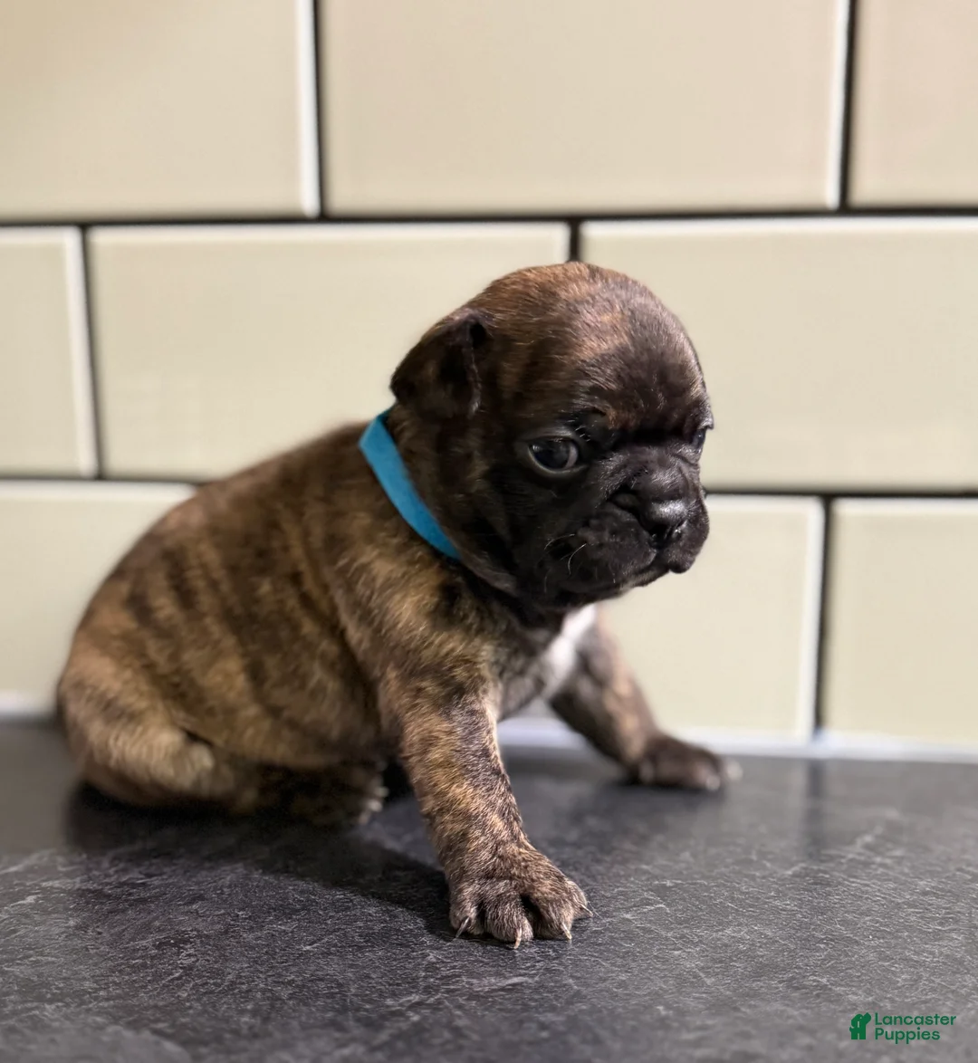 Frenchton dogs for sale: Frenchton Puppy 1 - Ad 2