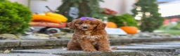 Cavapoo dogs for sale: Clover - Ad 8