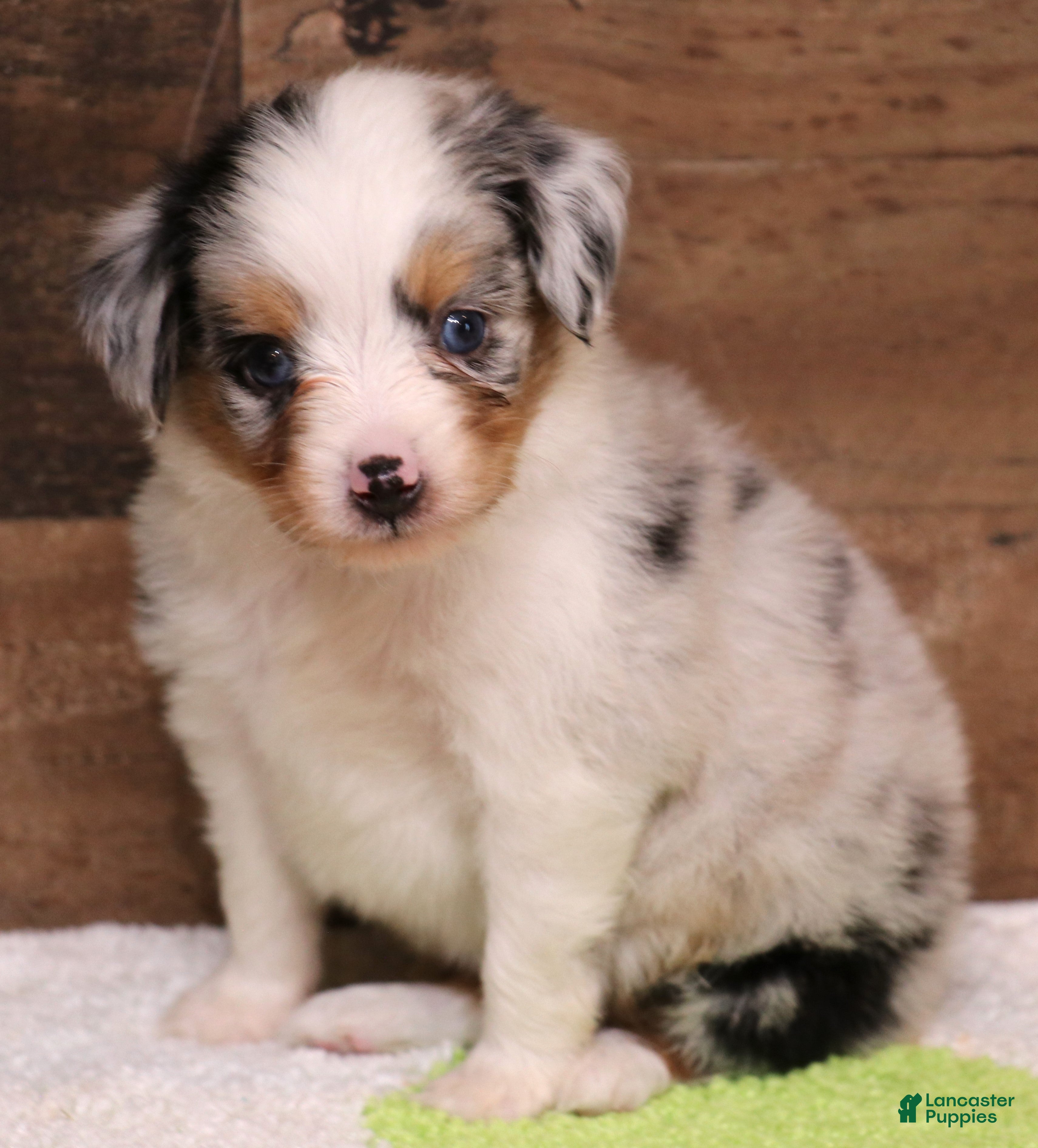 Toy Australian Shepherd dogs Candy blue merle  - Ad 4