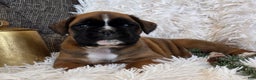 Boxer dogs for sale: Chelsea - Ad 5