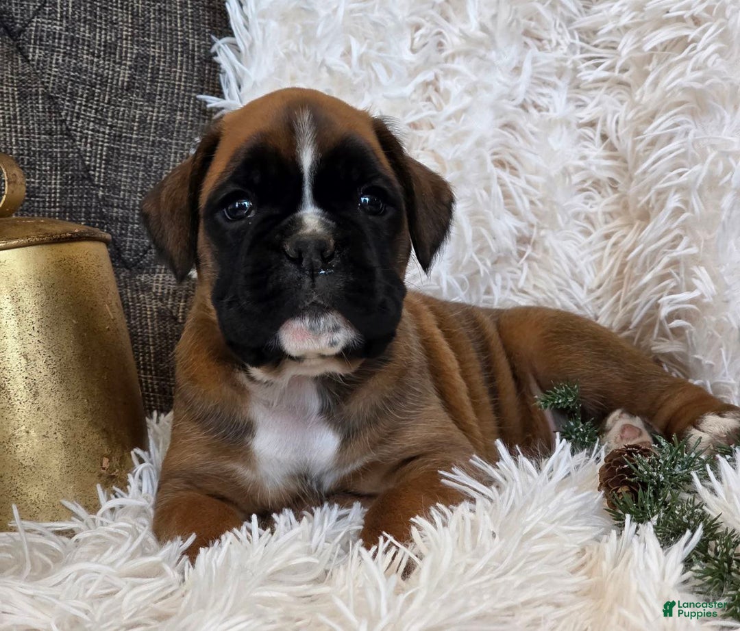 Boxer dogs for sale: Chelsea - Ad 5