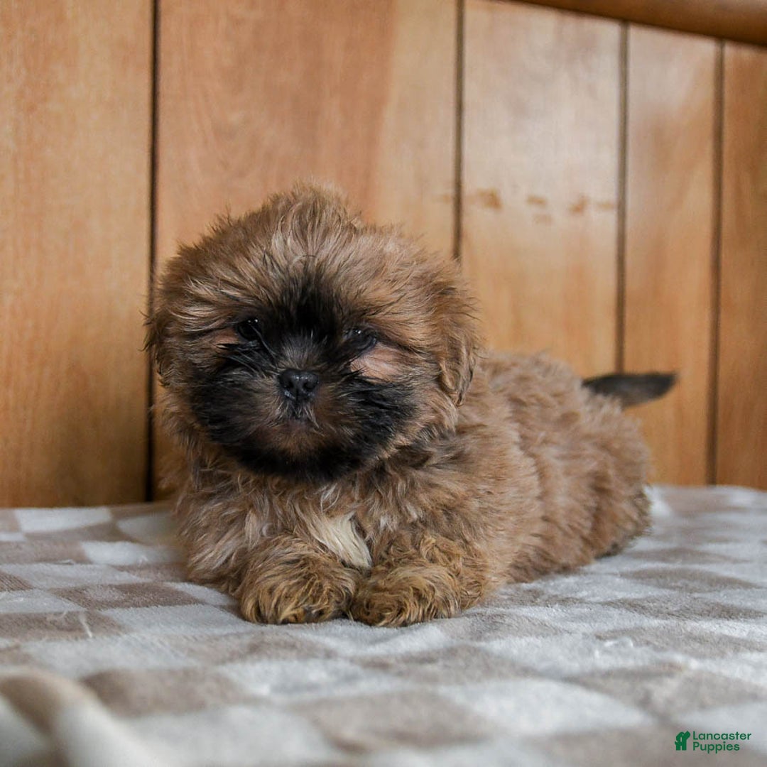 Teddy Bear dogs for sale: Cappuccino - Ad 3