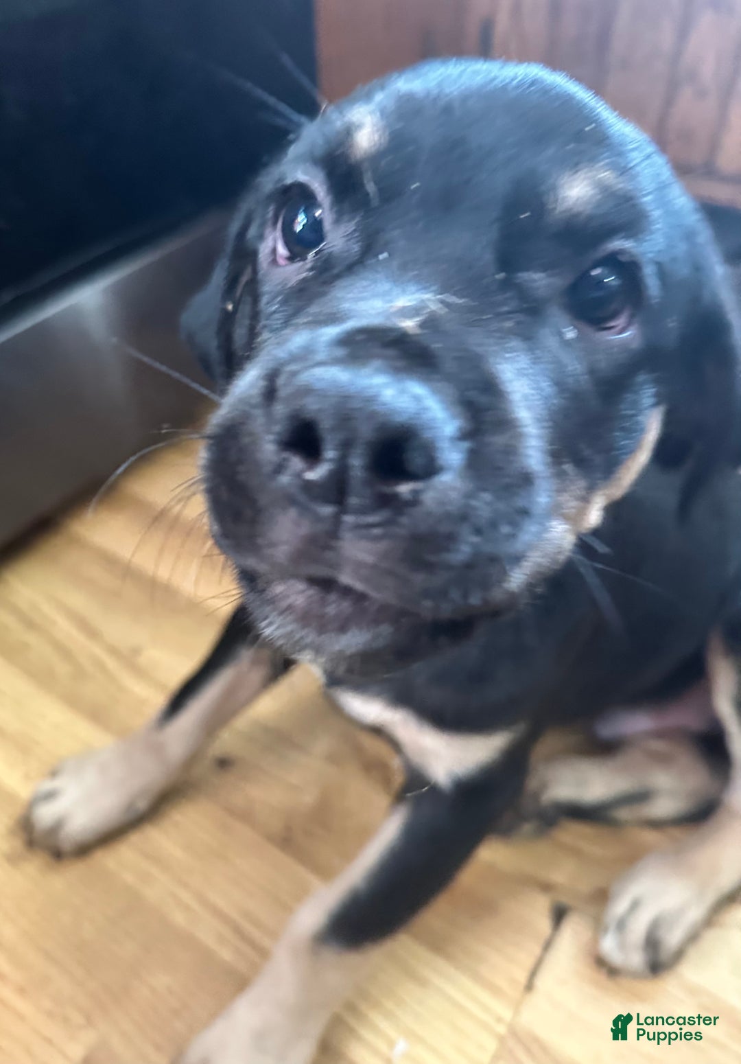 Mixed Breed dogs for sale: Cane Corso-Rottweiler - Ad 6