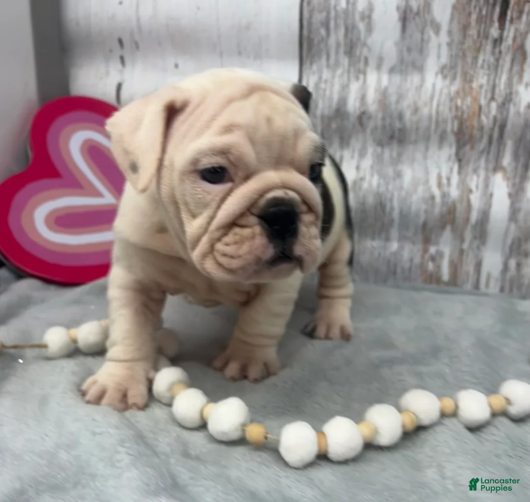 English Bulldog dogs for sale: Lilly - Ad 4