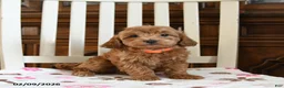 Maltipoo dogs for sale: Nekoda - Ad 3