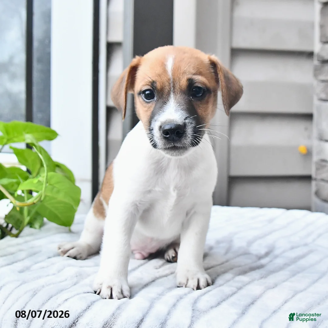 Jack Russell Terrier dogs for sale: Cookie - Ad 1