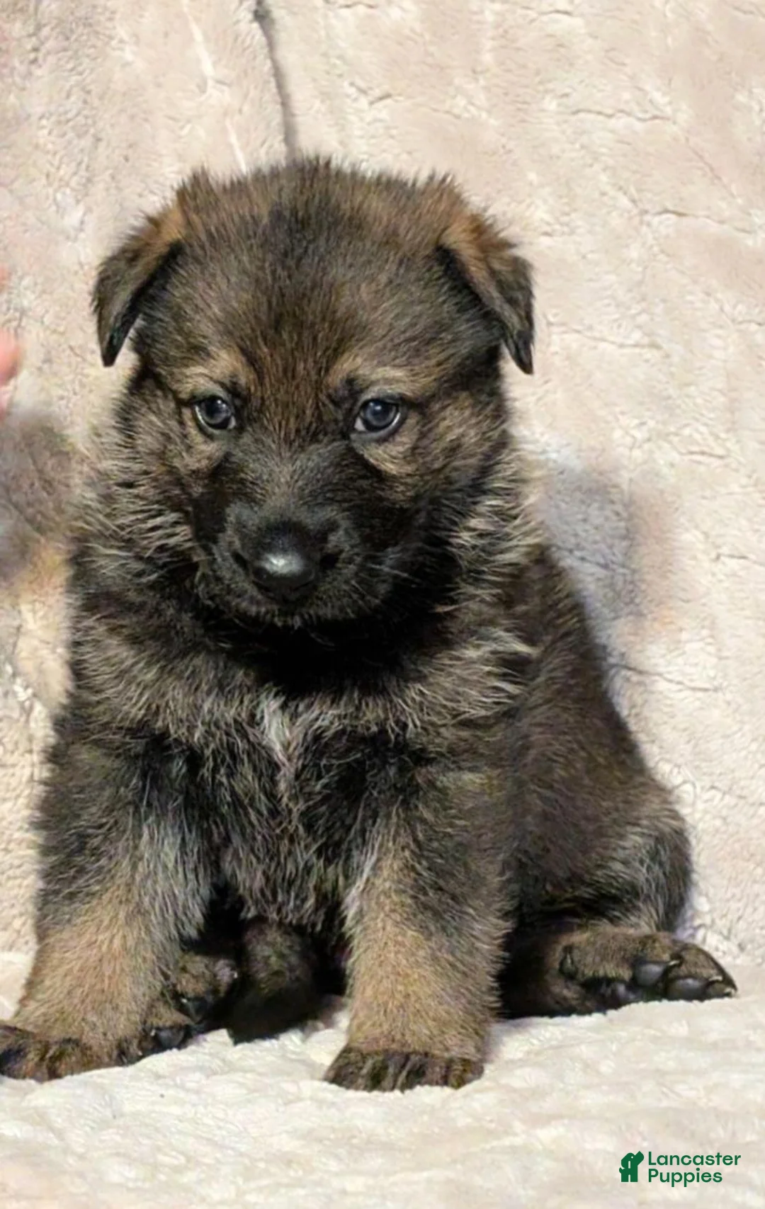German Shepherd dogs for sale: German Shepherd 3 - Ad 1