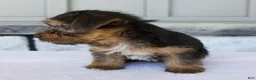 Yorkshire Terrier dogs for sale: Layla - Ad 6