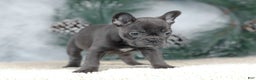 French Bulldog dogs for sale: Cora - Ad 3