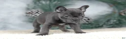 French Bulldog dogs for sale: Cora - Ad 3