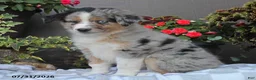 Australian Shepherd dogs for sale: Tiffany - Ad 1