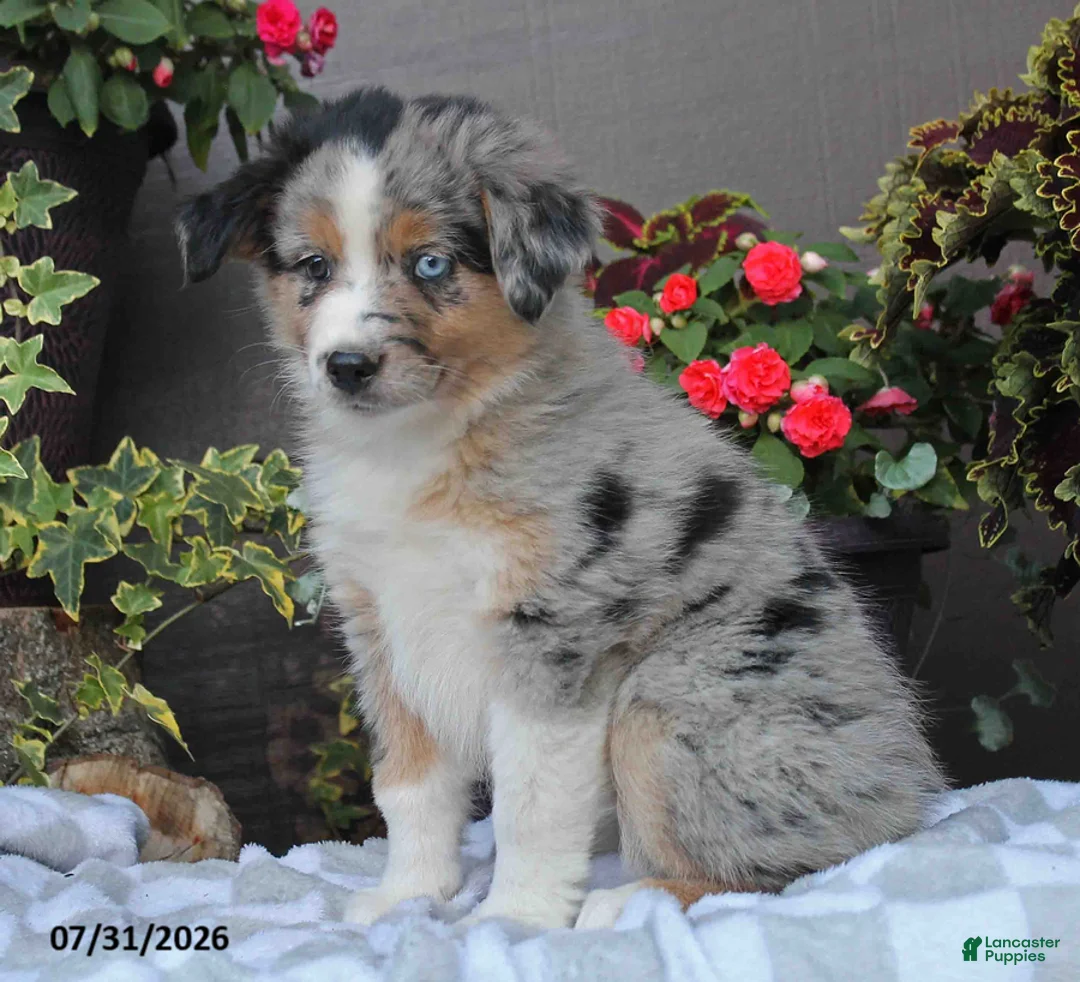 Australian Shepherd dogs for sale: Tiffany - Ad 1