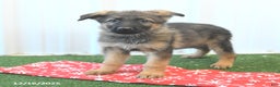 German Shepherd dogs for sale: Hassel - Ad 3
