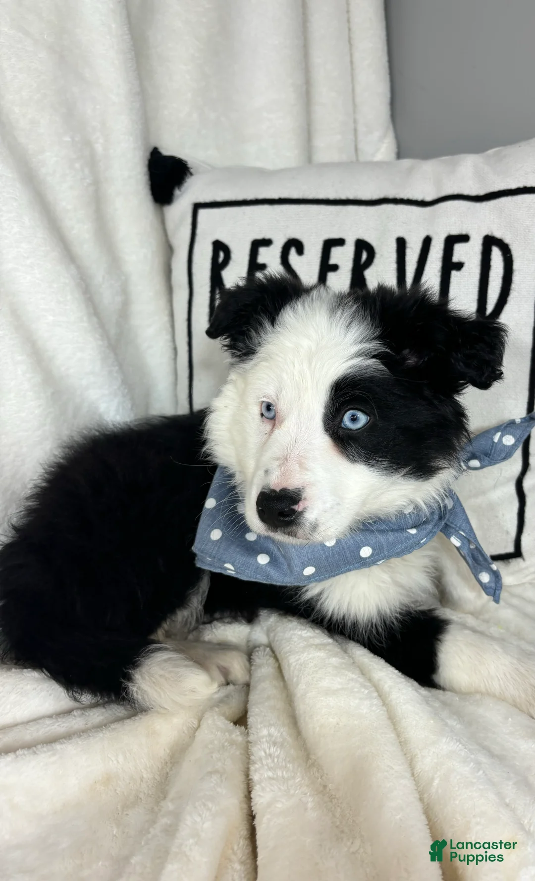 Border Collie dogs for sale: Bingo - Ad 5