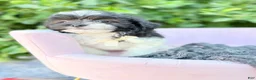 Shihpoo dogs for sale: Alexander - Ad 3
