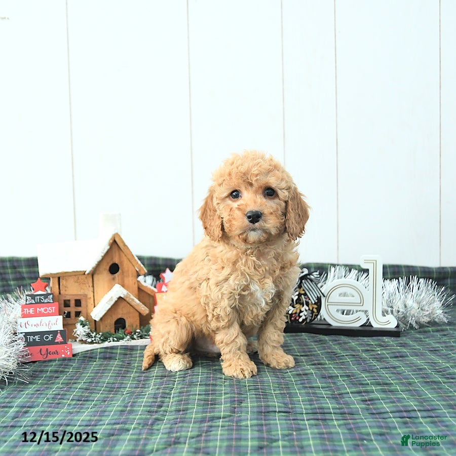 Mini Goldendoodle dogs Ned - Ad 32