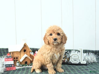 Mini Goldendoodle dogs Ned - Ad 6