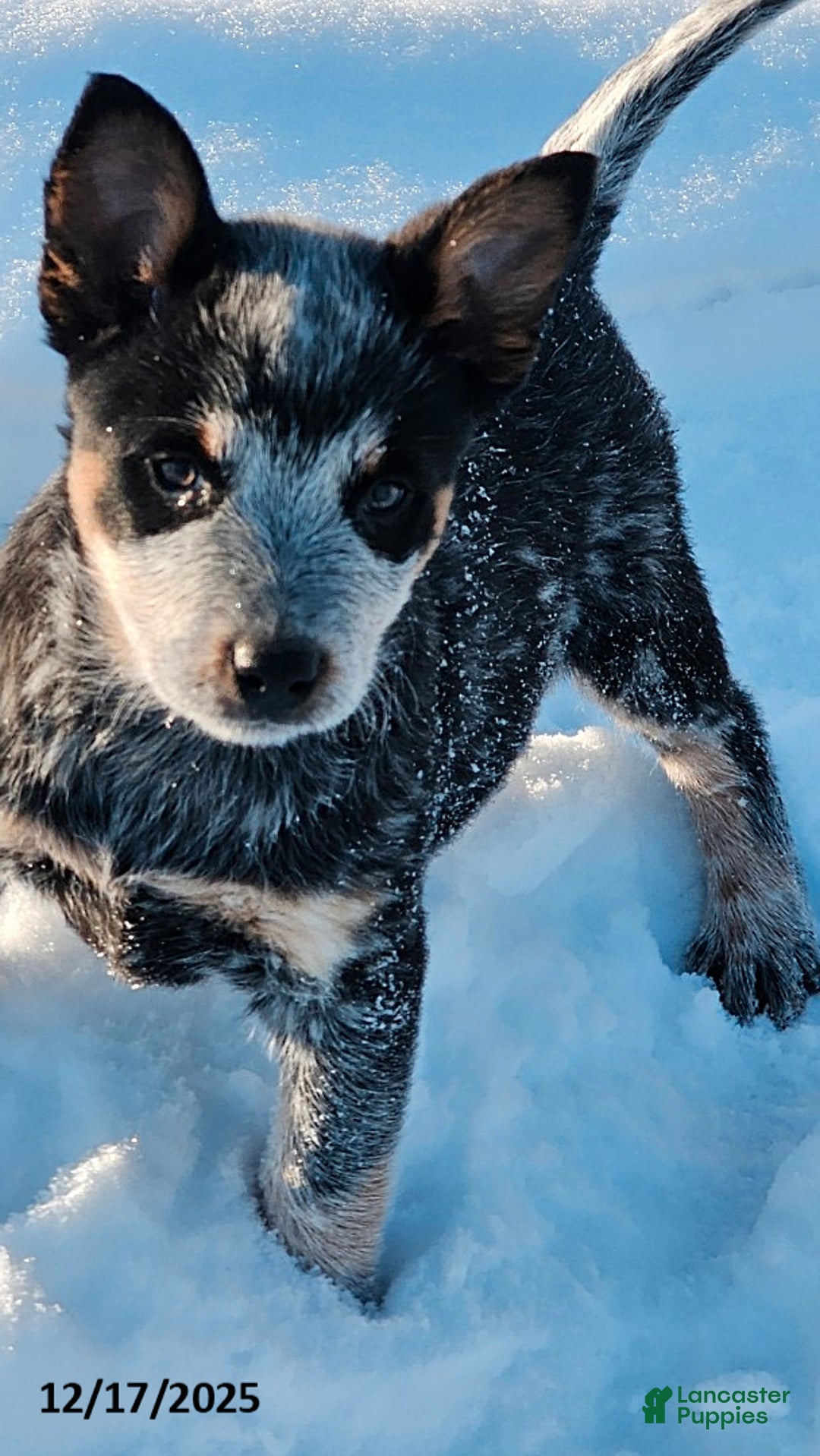 Australian Cattle Dog dogs for sale: Holly - Ad 1