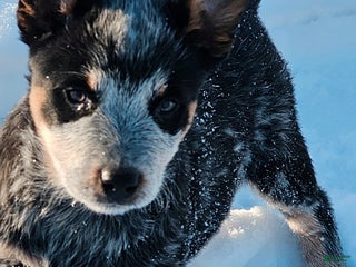 Australian Cattle Dog dogs Holly - Ad 3