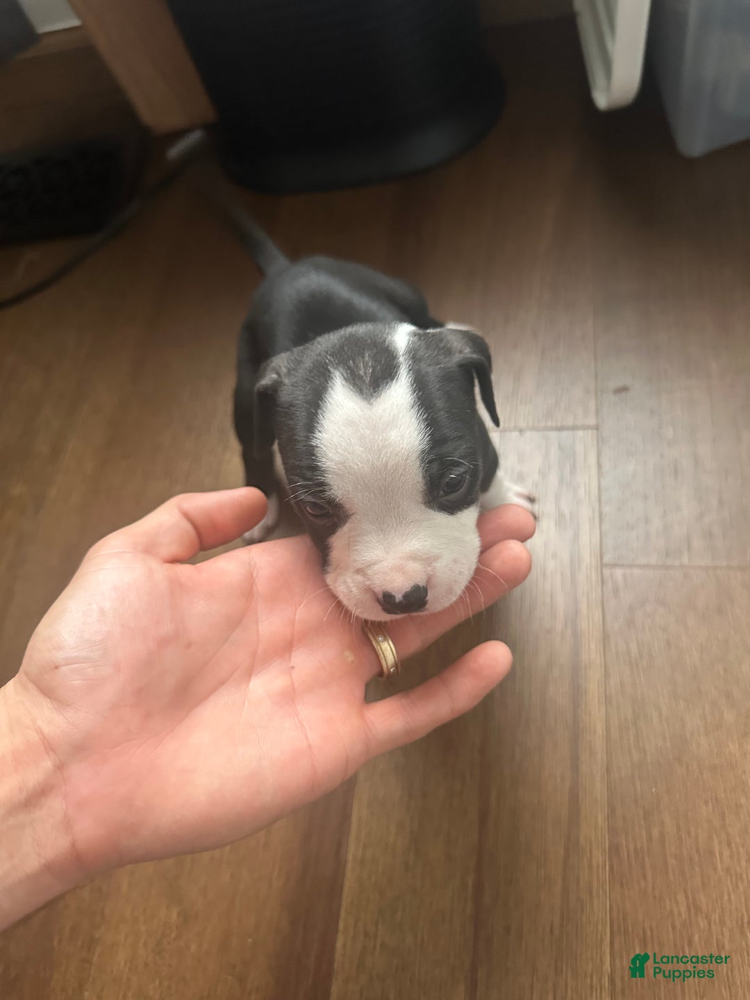 American Pit Bull Terrier dogs for sale: American Pit Bull Terrier Puppy 2 - Ad 1