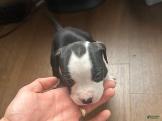 American Pit Bull Terrier dogs American Pit Bull Terrier Puppy 2 - Ad 17