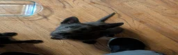 Sheprador dogs for sale: Sheprador 4 - Ad 2