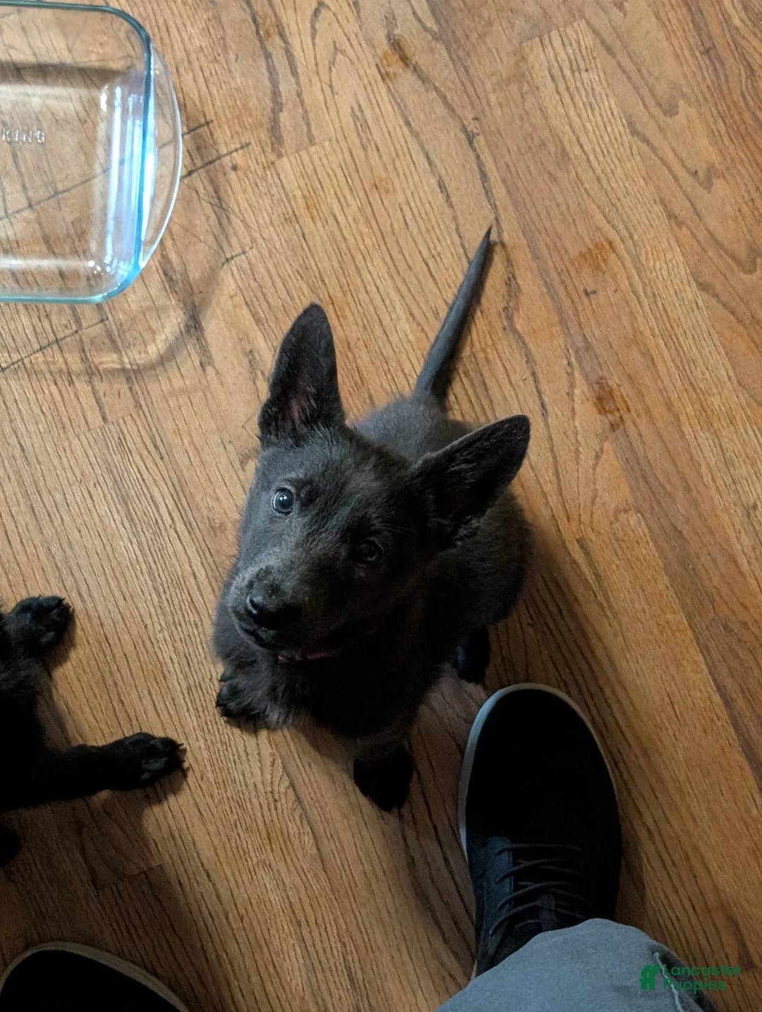 Sheprador dogs for sale: Sheprador 4 - Ad 2