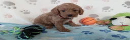 Cavapoo dogs for sale: Vincent  - Ad 3