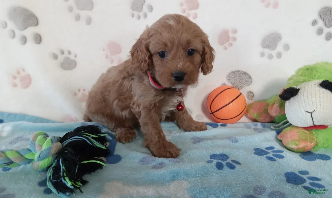 Cavapoo dogs for sale: Vincent  - Ad 3