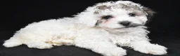Cavapoo dogs for sale: Tara - Ad 7