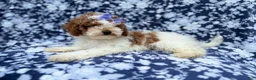 Miniature Poodle dogs for sale: Charlotte - Ad 8