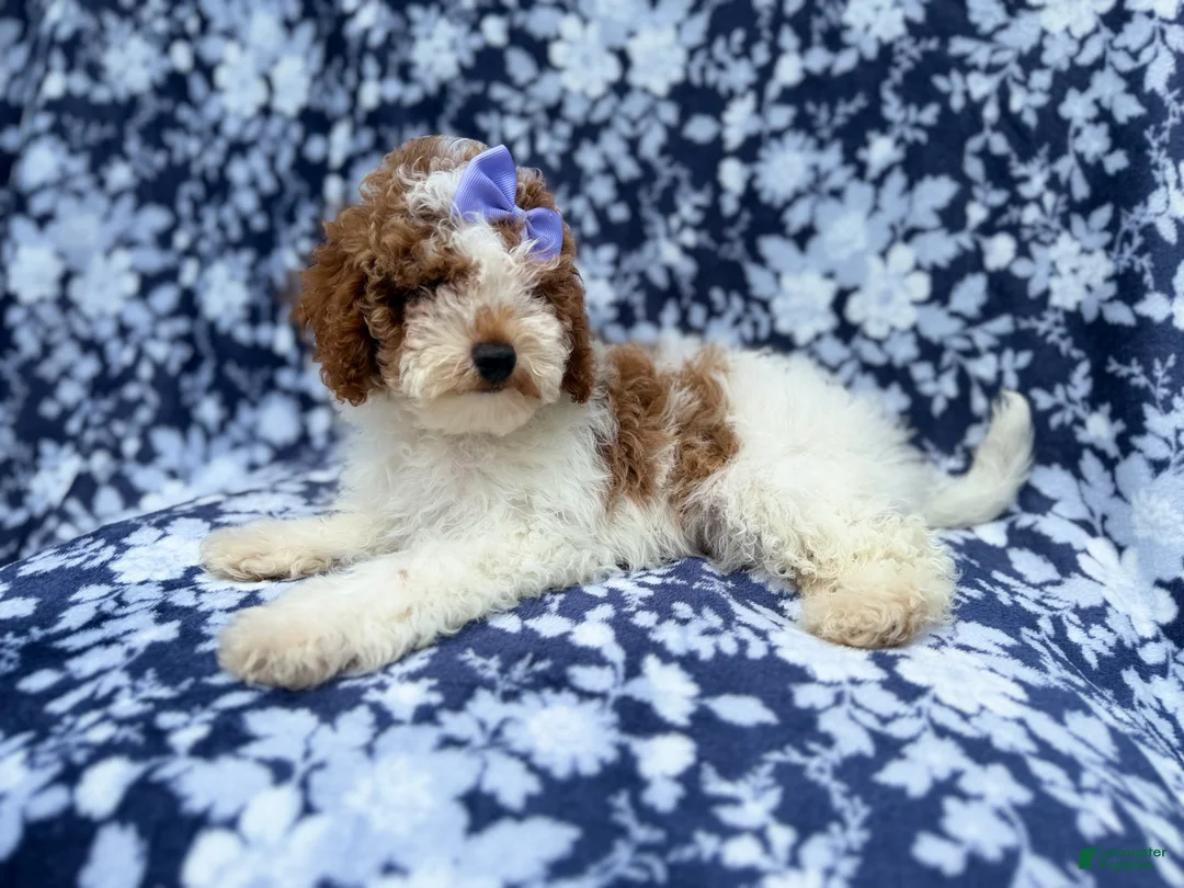 Miniature Poodle dogs for sale: Charlotte - Ad 8