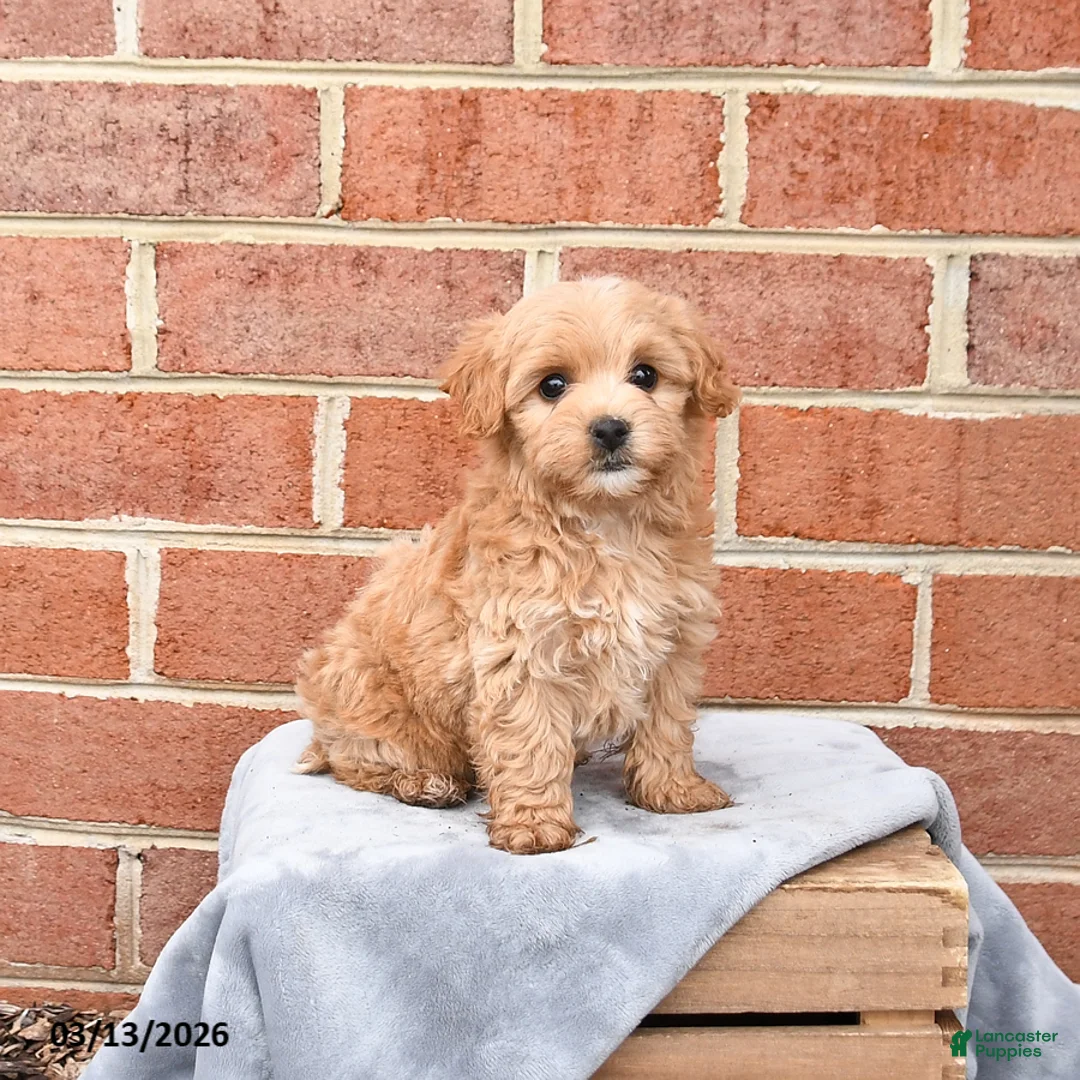 Maltipoo dogs for sale: Millie - Ad 1