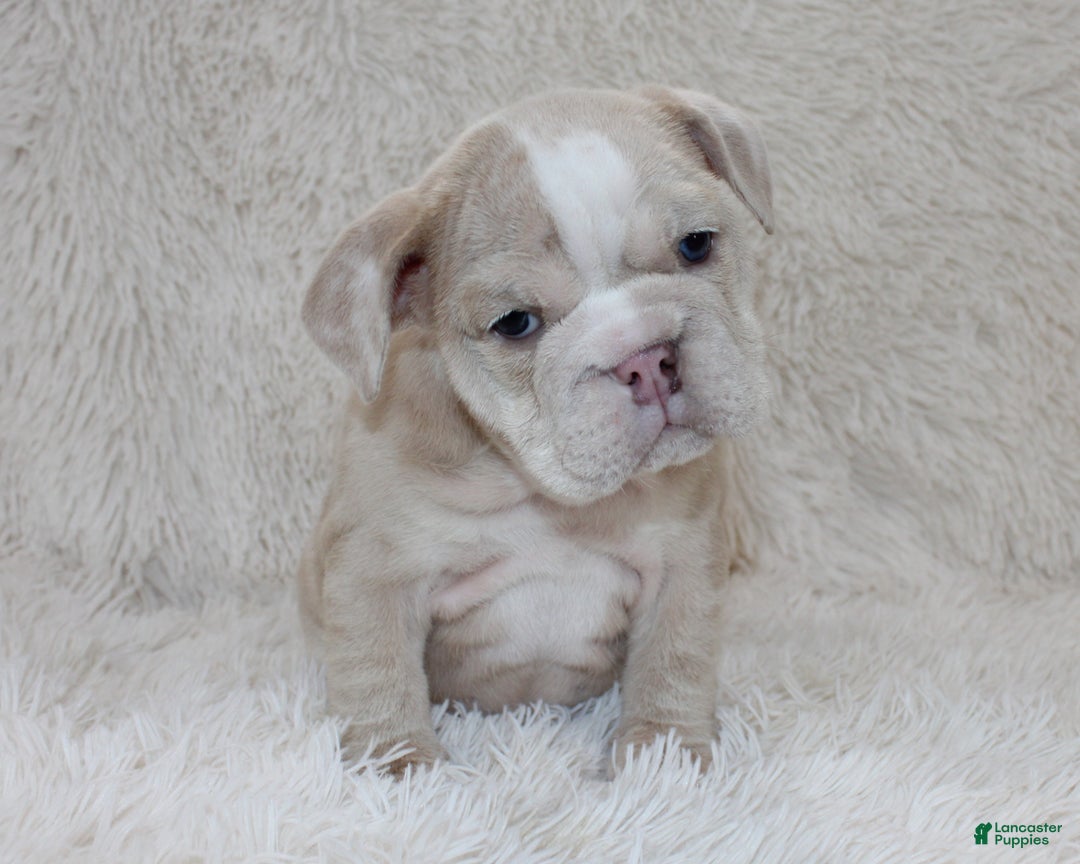 English Bulldog dogs for sale: Callie - Ad 2